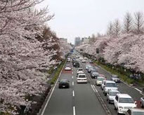 Beijing Weather in Spring