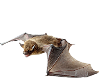 Bats-Removal