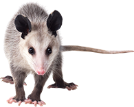 Opossum-Removal