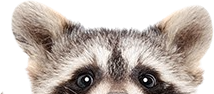 Raccoon-head