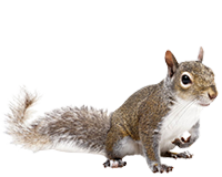 squirrel-removal